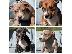 PoulaTo: American Bully Classic/Standard